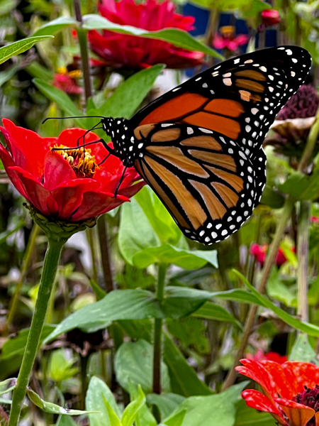 flower and butterfly