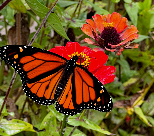flower and butterfly