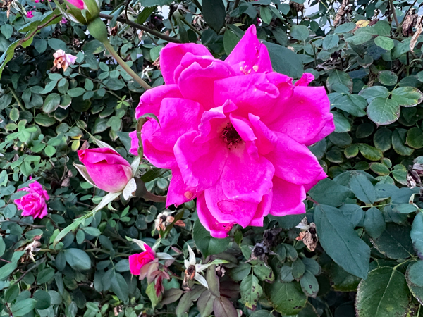 flower by the restaurant