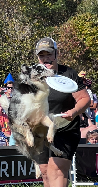 One of the dogs in the dog show