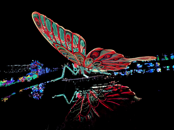 Big Butterfly with reflection in wate