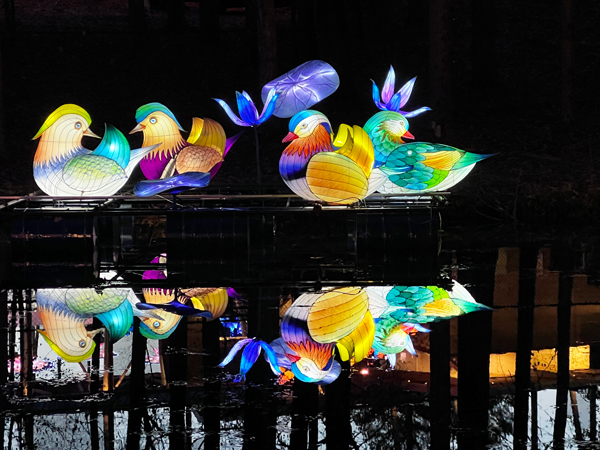 Ducks and their upside down reflection