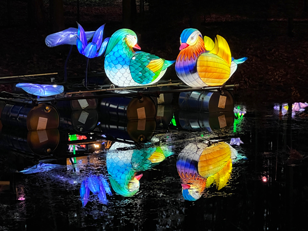 Ducks and their upside down reflection
