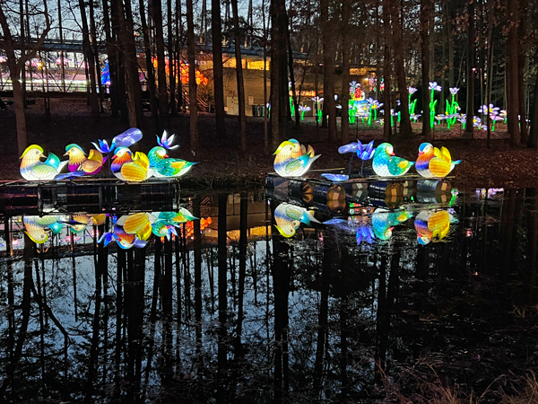 Ducks and their upside down reflection