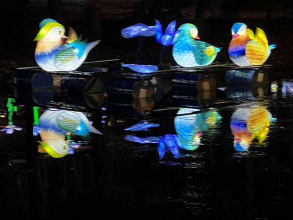 Ducks and their upside down reflection