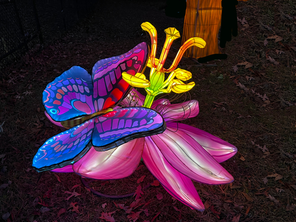 butterfly and flower