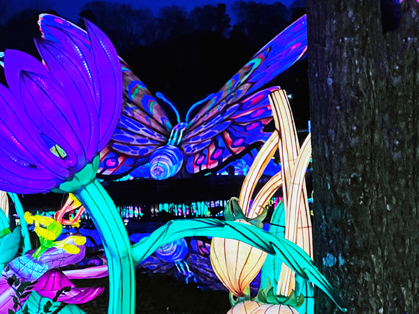 butterfly and butterflies