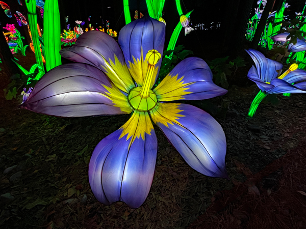 Biue-eyed Acoru flowers