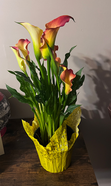 Calla Lilly flower plant