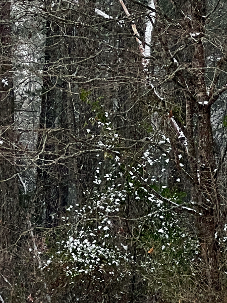 snow in the trees