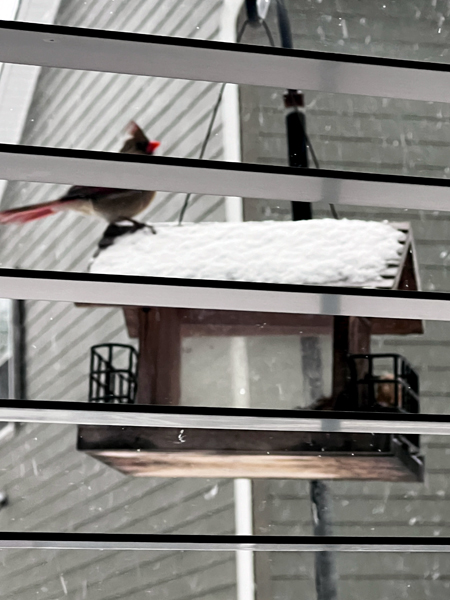 bird on the snow-covered birdhouse