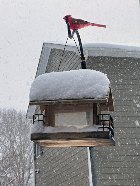 bird on the birdhouse