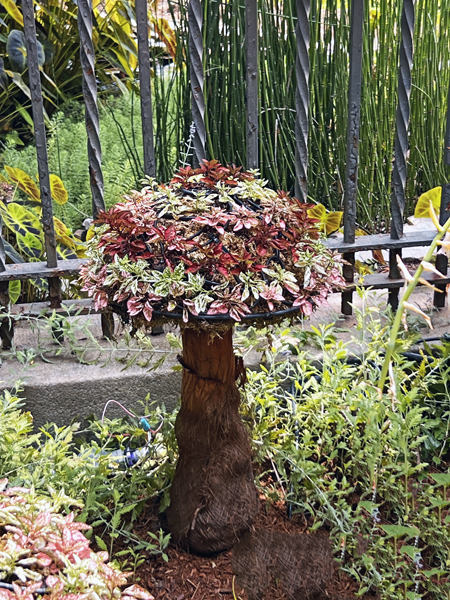 mushroom plant 1