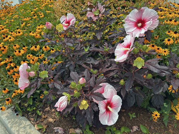 flowers
