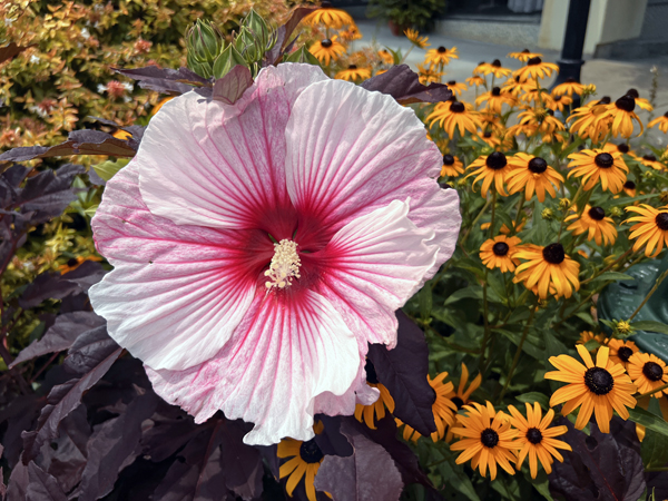 flowers