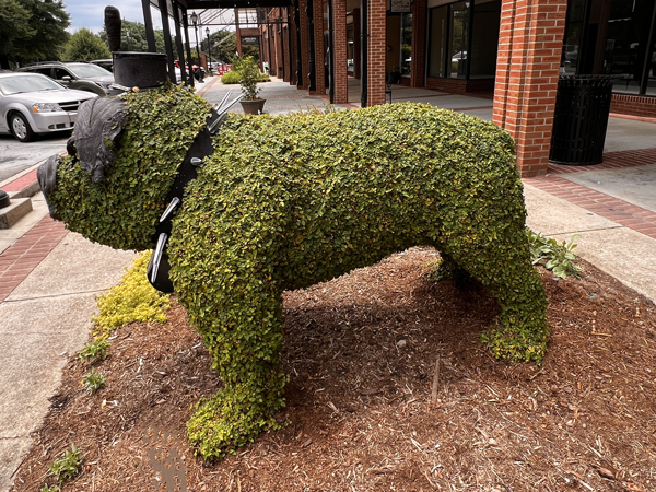 Emmett The Citadel Bulldog 