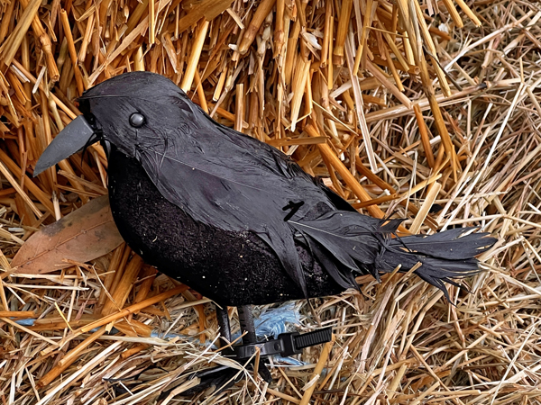 pigeon