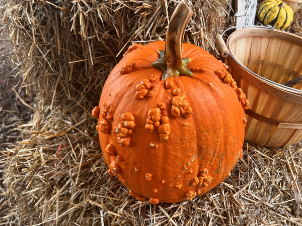 pumpkin with bumbs