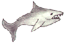 shark