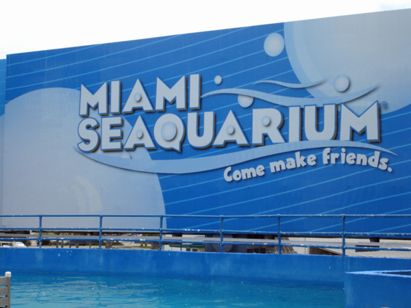Miami Seaquarium dolphin wall