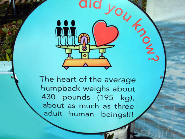 humpback whale weight sign