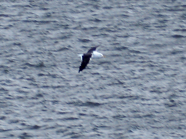 bald eagle flying by