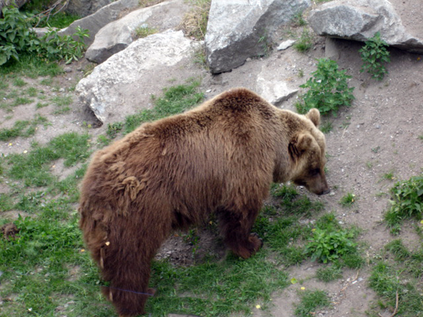 Bear in the Skansen Zoo
