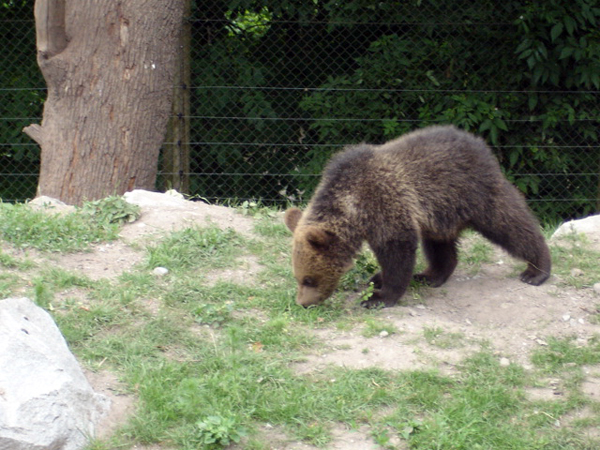 Bear in the Skansen Zoo