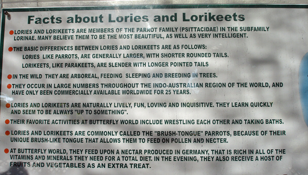 facts about Lories and Lorikeets