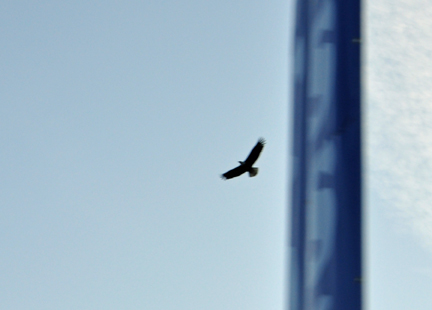 an eagle flying overhead