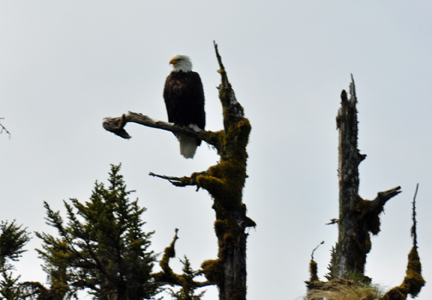 bald eagle in the tree top