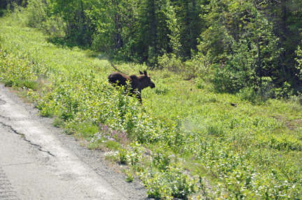 MOOSE GOING INTO WOODS