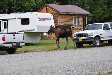 moose by a 5th wheel