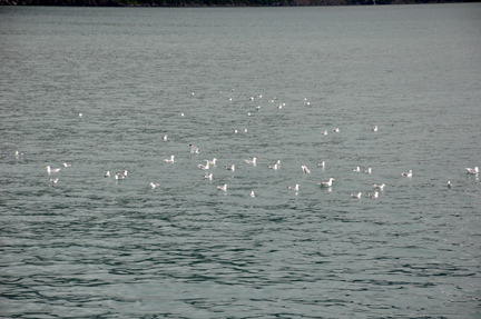birds in the water