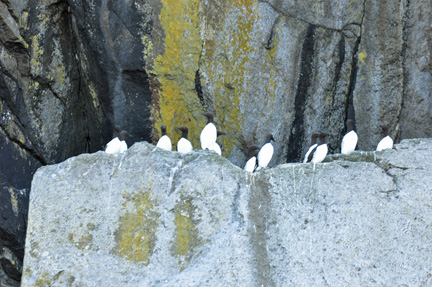 birds on the rocks