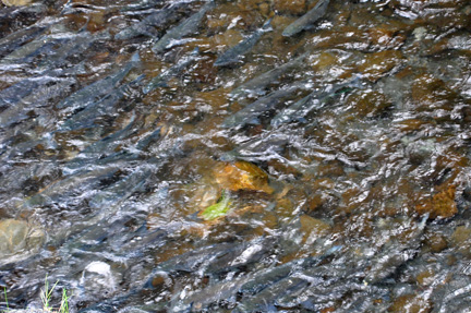 salmon are trying to get upstream