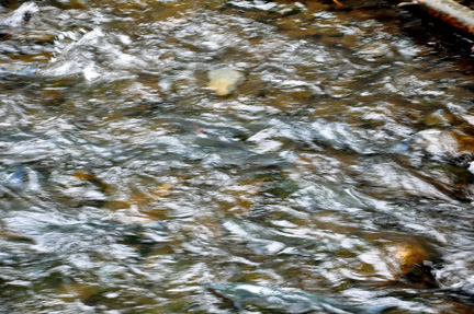 salmon swimming upstream