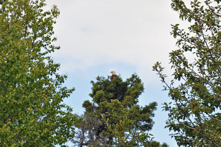 bald eagle in a tree top