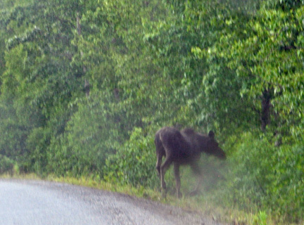 moose runs across the road
