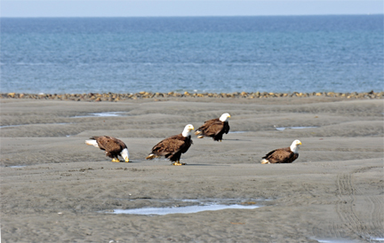 4 bald eagles