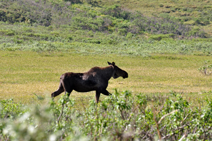 moose running
