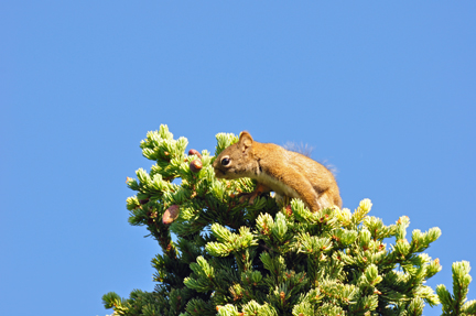 Artic Ground Squirrel in tree