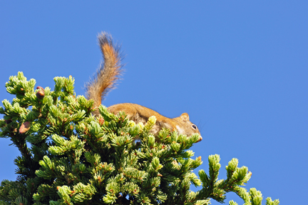 Artic Ground Squirrel in tree