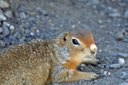 Artic Ground Squirrel 