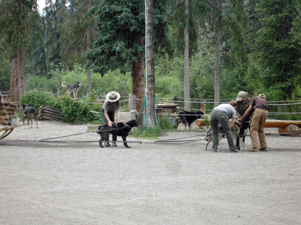 preparing the dogs for a dog sled ride