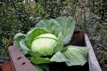 a very large cabbage