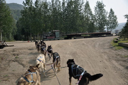 the sled dogs