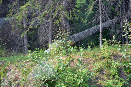 a tree chopped by a beaver