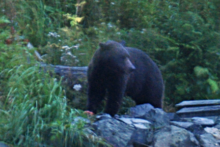 the Grizzly bear fishing at night