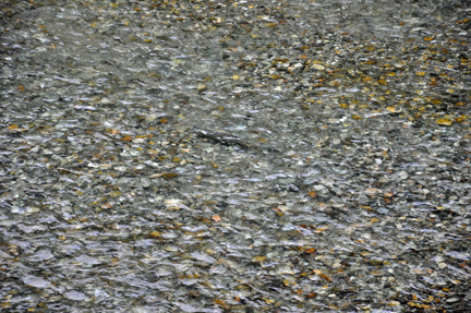 salmon in the river
